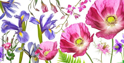 three poppies  irises and other flowers  on white background