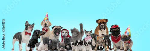 group of happy dogs and cats standing together