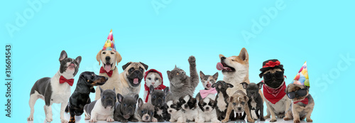 large group of funny looking cats and dogs on blue background © Viorel Sima