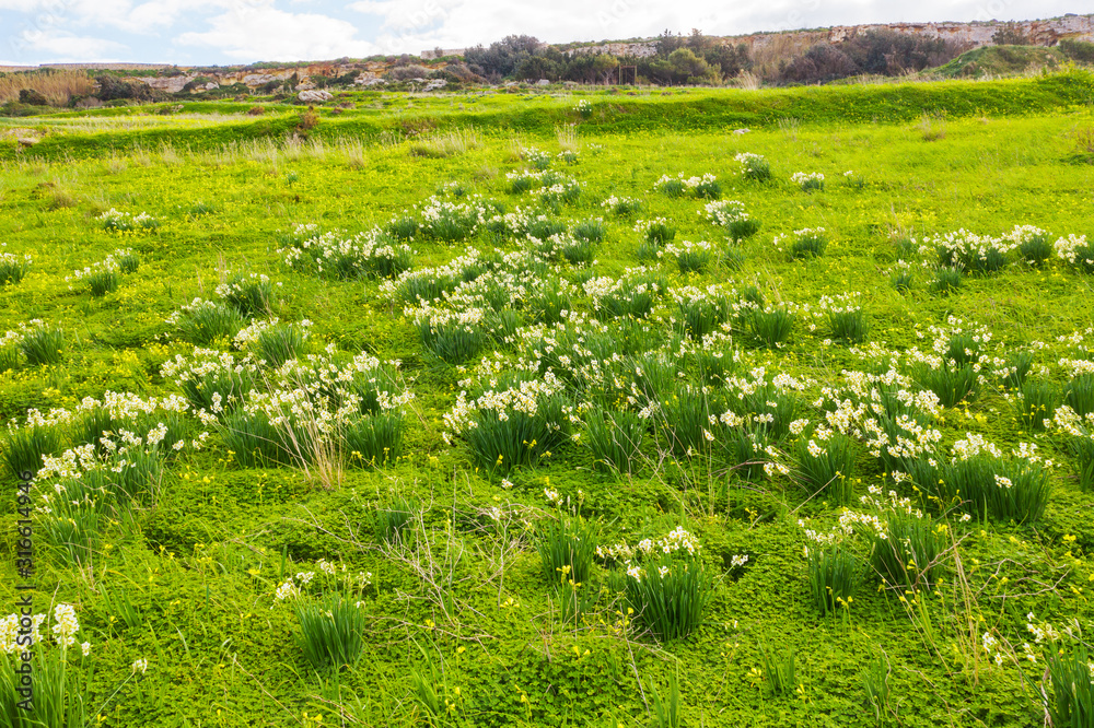 Green field of narcissus flowers. Nature landscape. Winter on Malta