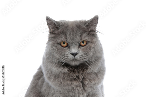 british longhair cat sitting and staring at camera serious