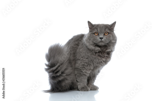 Foto british longhair cat sitting and staring at camera muffled