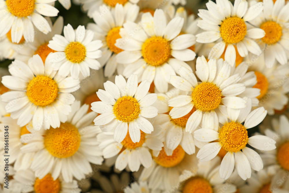 Close up background of chamomile flowers - obrazy, fototapety, plakaty 