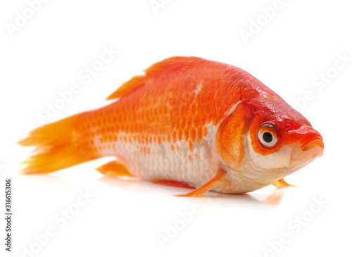 Goldfish on white background.