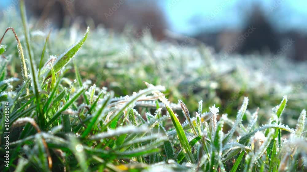 Close-up. Frozen green grass, slowly warm yourself under the rays of the spring sun. The arrival of spring.