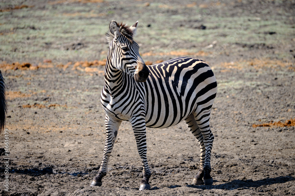 Zebra in Mana Pools National Park, Zimbabwe Zebra in Mana Pools National Park, Zimbabwe