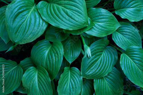 Big leaves plants with a large green bush. Top view  abstract background