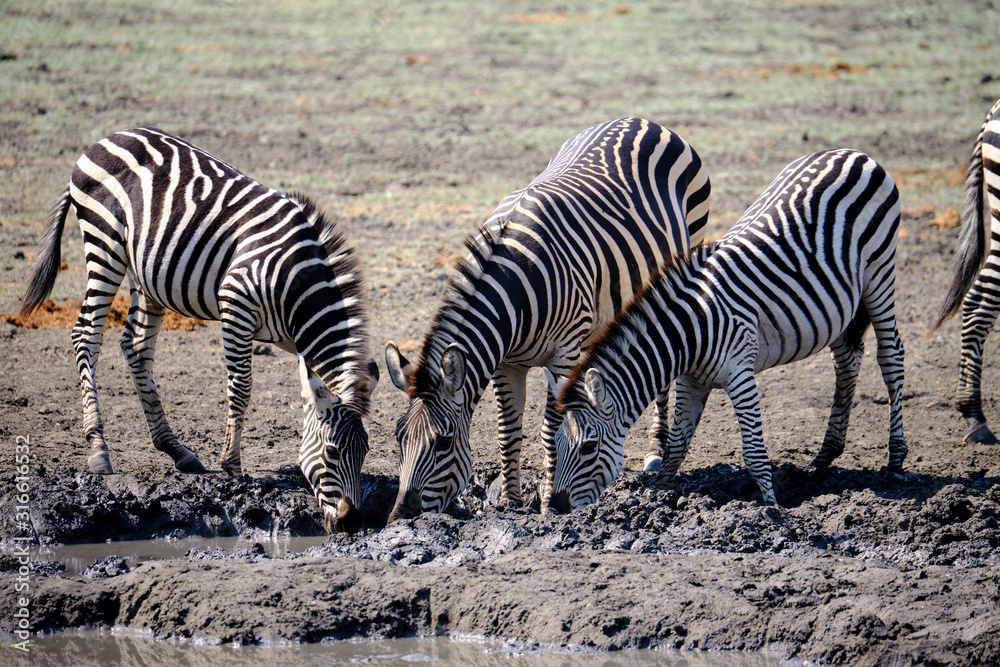 Zebra in Mana Pools National Park, Zimbabwe Zebra in Mana Pools National Park, Zimbabwe