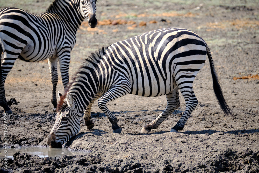 Zebra in Mana Pools National Park, Zimbabwe Zebra in Mana Pools National Park, Zimbabwe