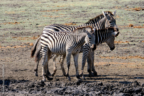 Zebra in Mana Pools National Park  Zimbabwe