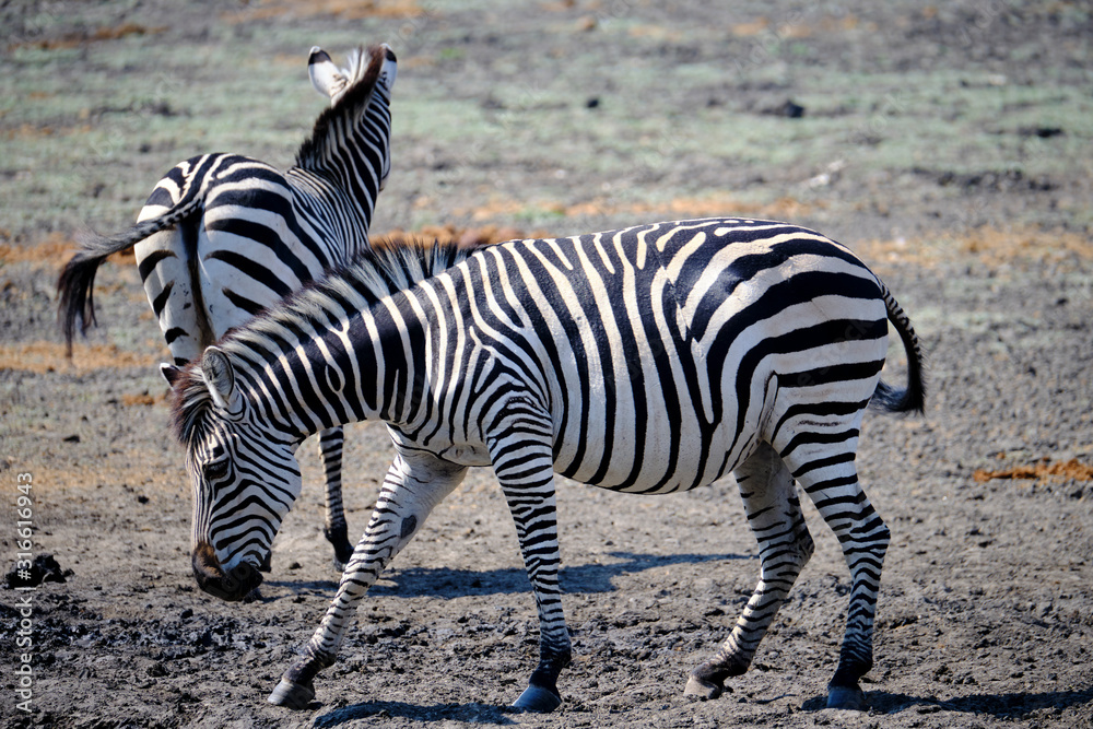 Zebra in Mana Pools National Park, Zimbabwe Zebra in Mana Pools National Park, Zimbabwe