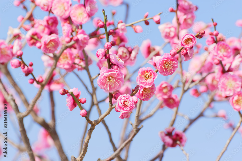 pink plum(ume) blossoms in spring