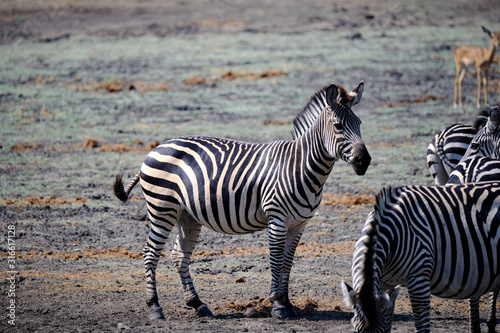 Zebra in Mana Pools National Park, Zimbabwe