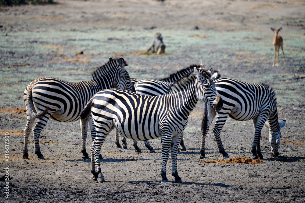 Zebra in Mana Pools National Park, Zimbabwe Zebra in Mana Pools National Park, Zimbabwe