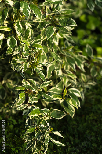 Green leaves with white edges. Ornamental shrub Derain White Elegantissima or Cornus alba. Soft and selective focus. Bright fresh green color.
