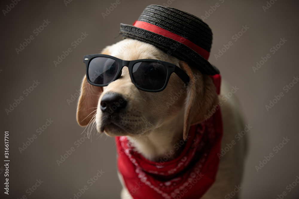 cute labrador retriever wearing sunglasses,bandana and hat