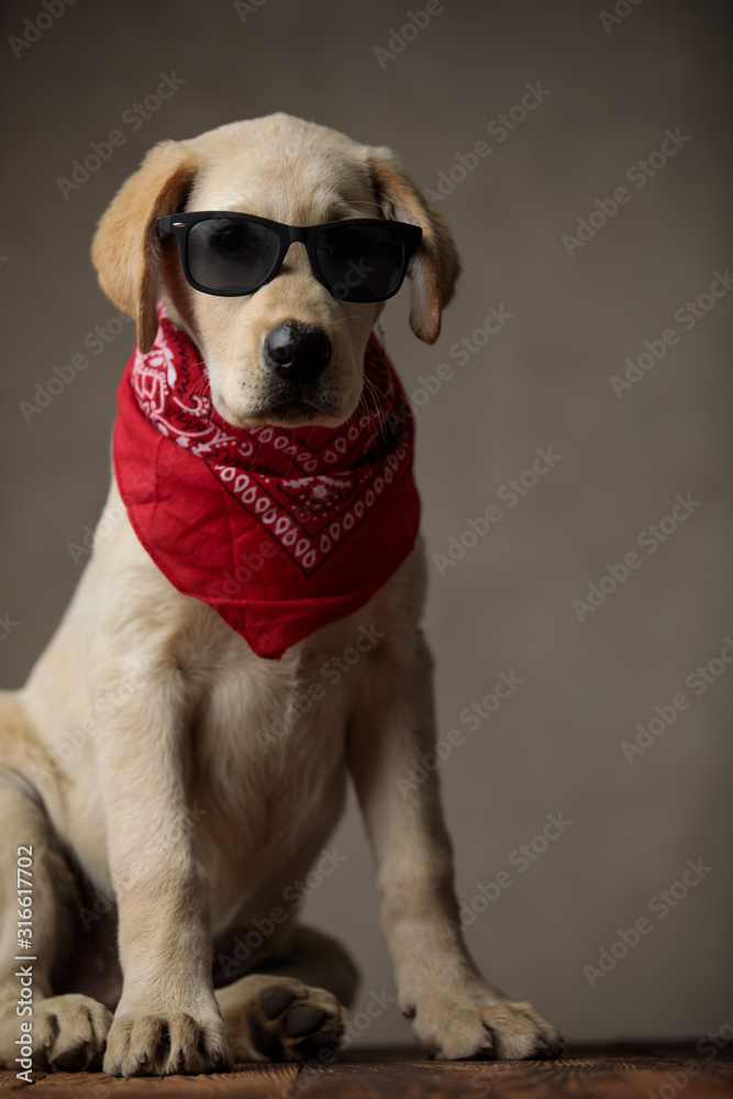 cute labrador retriever wearing sunglasses and red bandana
