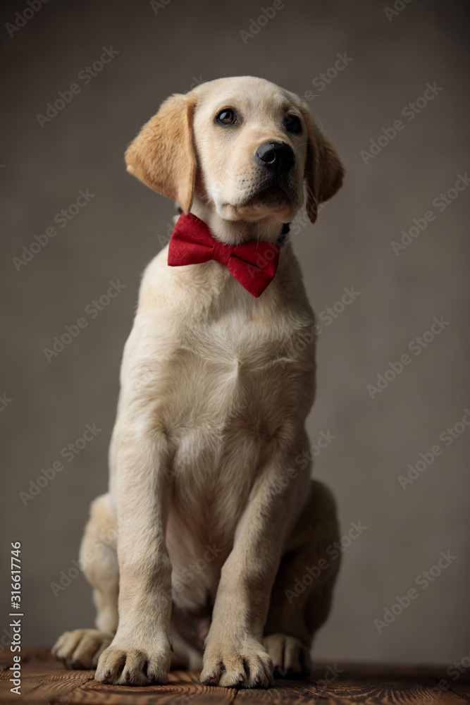 cute labrador retriever wearing red bowtie and looking up side