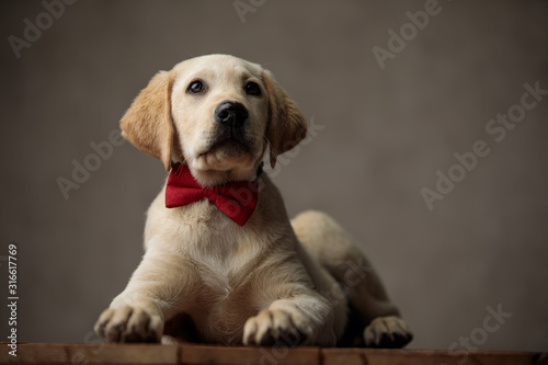 cute labrador retriever looking up and wearing red bowtie
