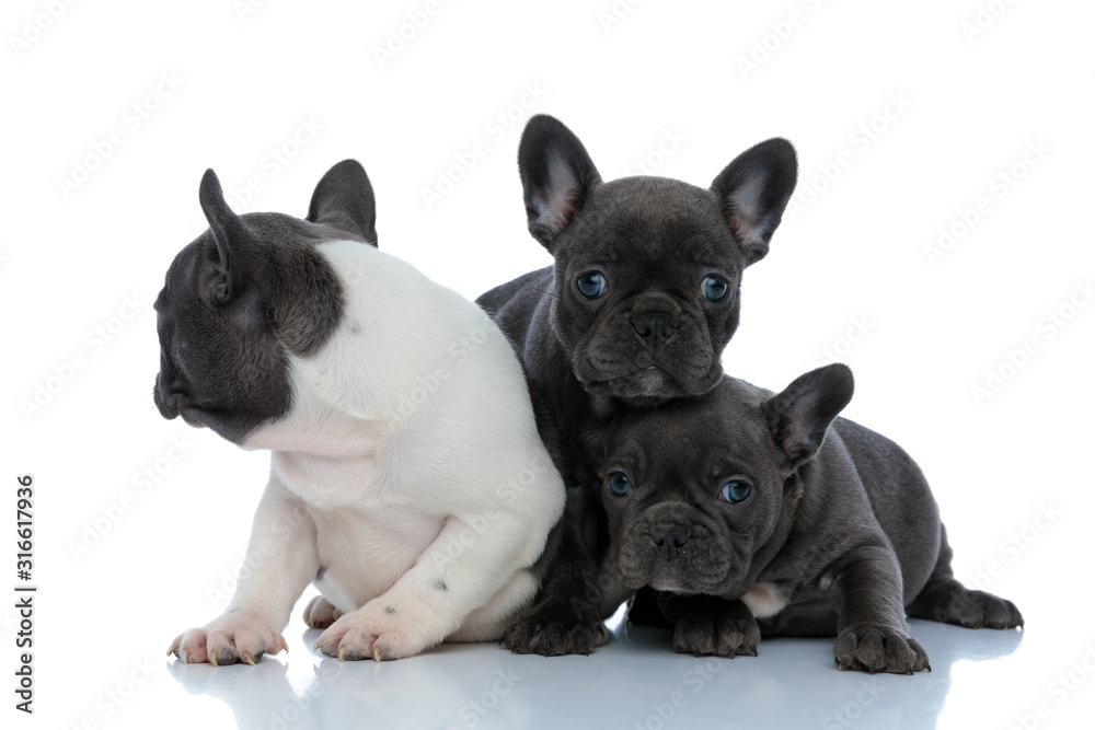 Cute French bulldog cubs protecting and comforting each other