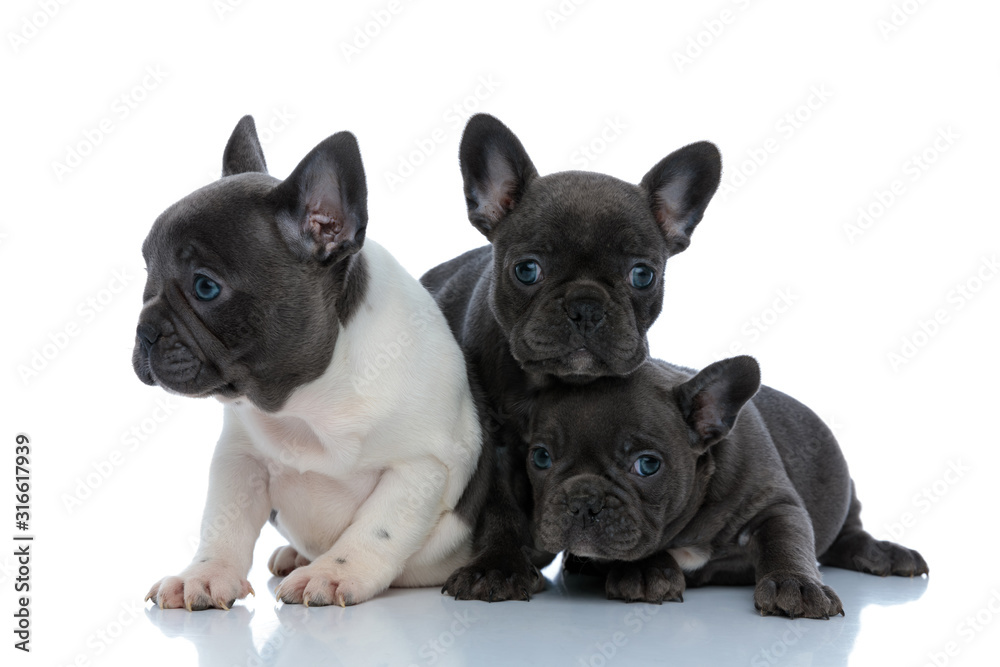 Three dutiful French bulldog puppies curiously looking around