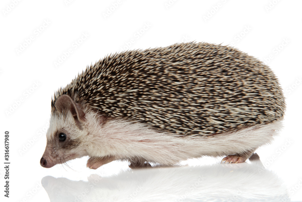 Obraz premium african hedgehog with black fur walking on his path happy