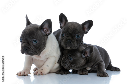 Three adorable French bulldog cubs looking away focused