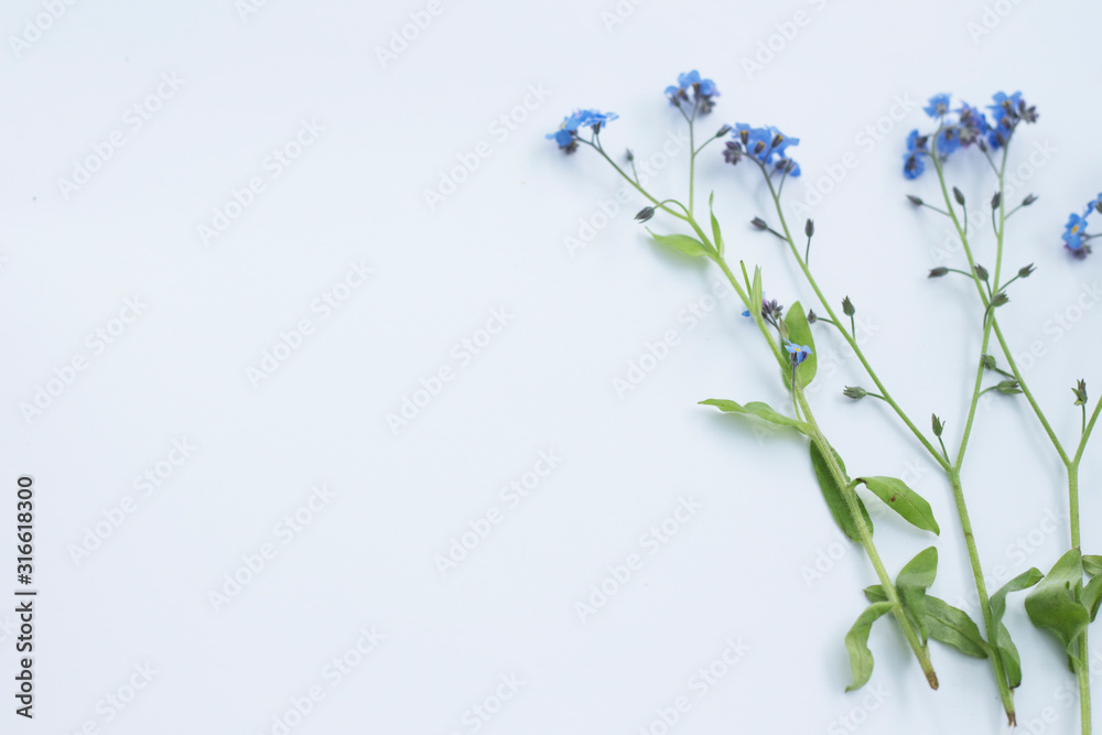 Fototapeta premium Creative flatlay composition of forget me not isolated on white background Space for text