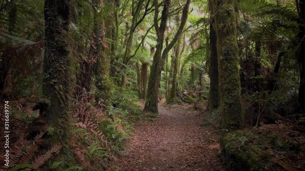 Native rainforest in New Zealand Native rainforest in New Zealand