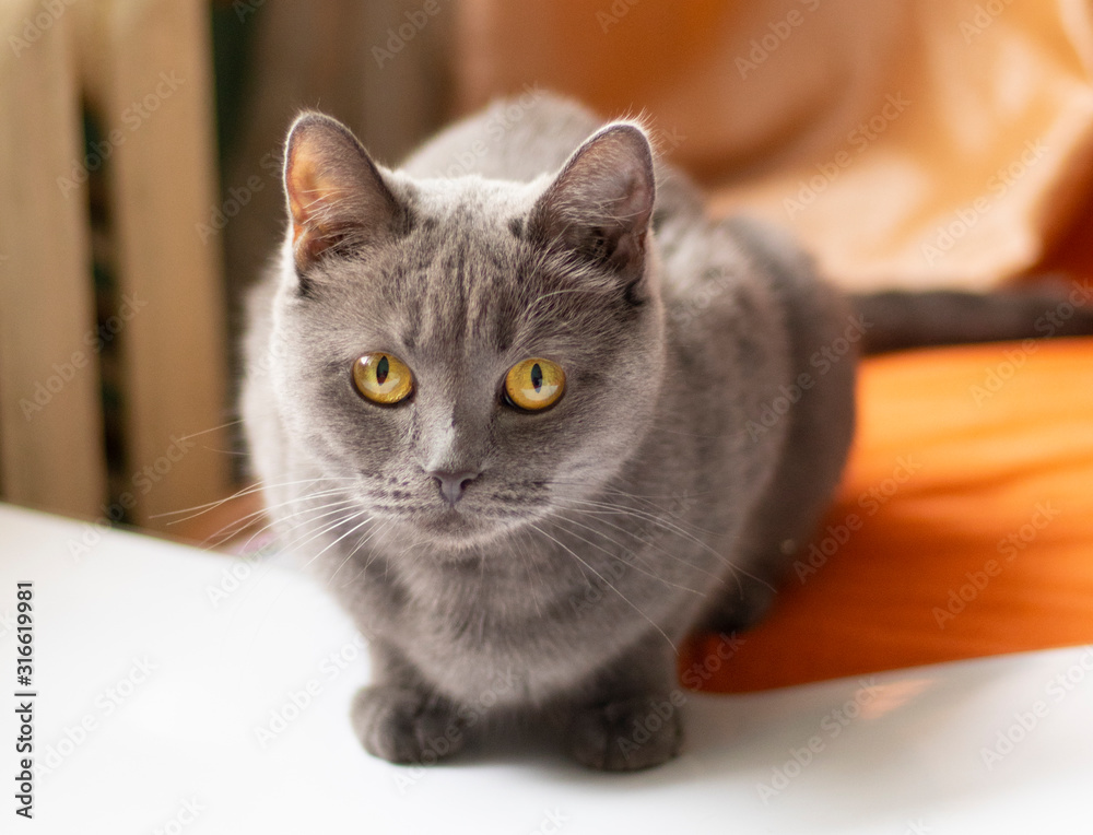 gray cat hunts on orange fabric. Cat face close up. Gray cat with yellow eyes.