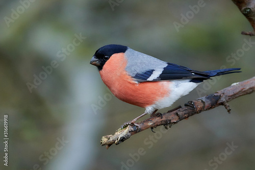 Konstfotografi Eurasian bullfinch (Pyrrhula pyrrhula)