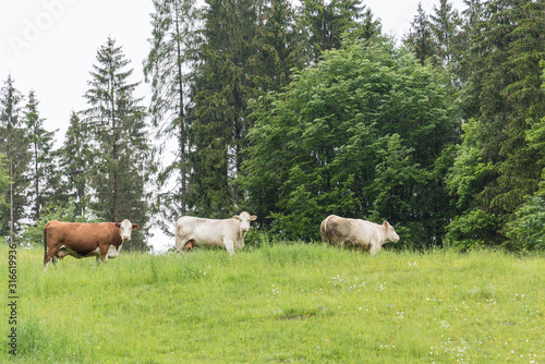 Rinderweide - Kühe auf der Wiese