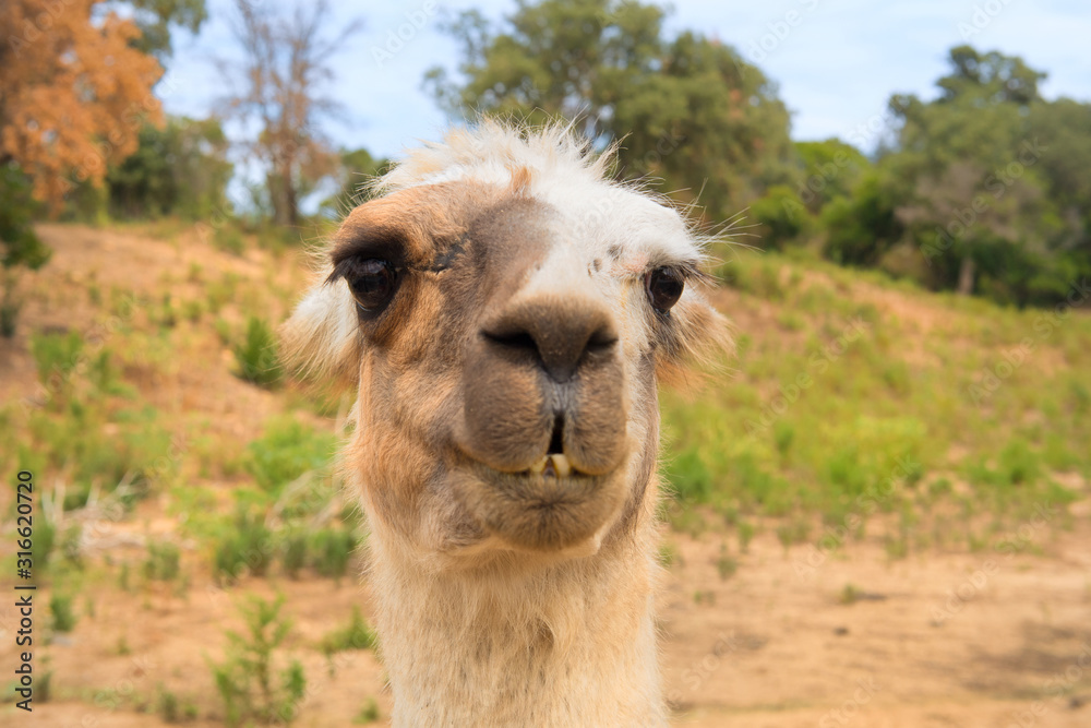 Fototapeta premium Lama in nature