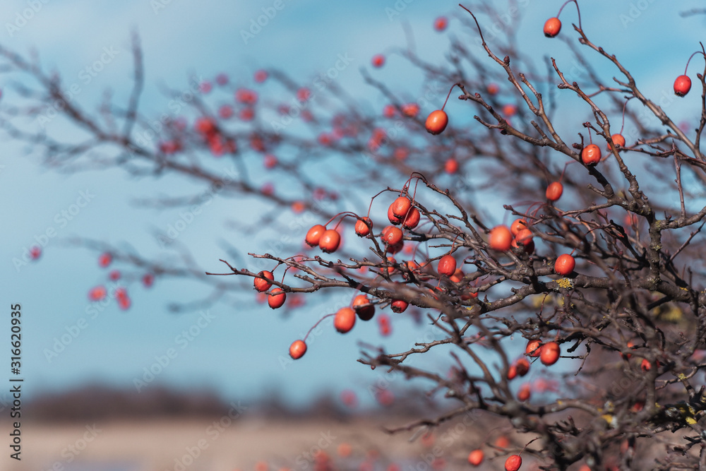 hawthorn bush and berries against the sky hawthorn bush and berries against the sky
