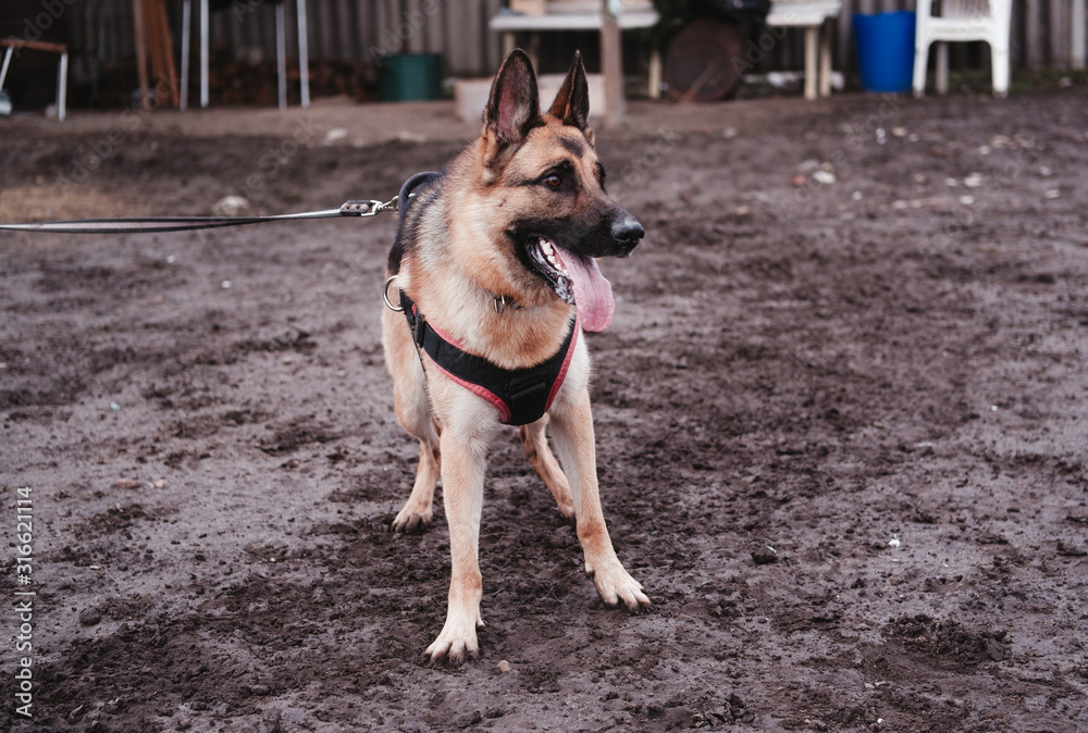 German shepherd at work on defense German shepherd at work on defense