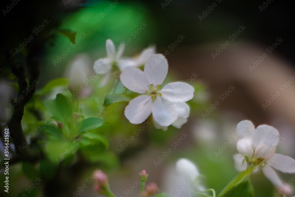 beautiful photo with a branch of a blossoming apple tree, blurred background. beautiful photo with a branch of a blossoming apple tree, blurred background.