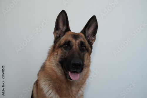  beautiful German shepherd portrait on a light background