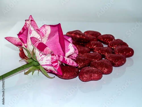 Fototapeta Naklejka Na Ścianę i Meble -  Variegated rose on red hearts for Valentine's Day.