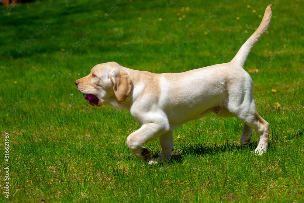 Yellow Labrador Retriever puppy running playing fetch and holding a tennis ball on grass