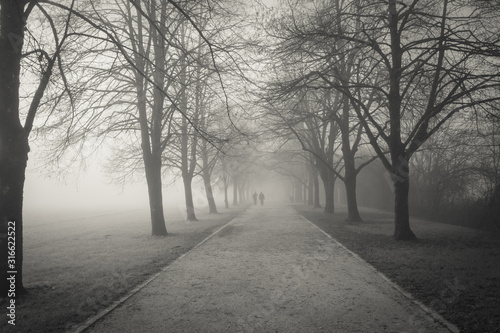 cold freezing winter atmosphere in black and white on a tree-lined path © Barbara C