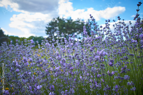 summer field with blue flowers