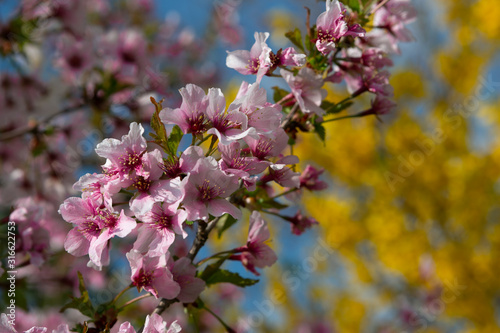 Blooming tree in spring, pink flowers