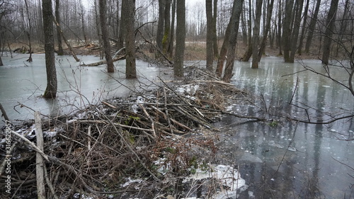 beaver dam in the forest in winter