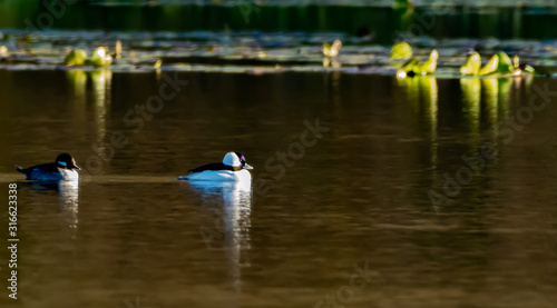 Bufflehead