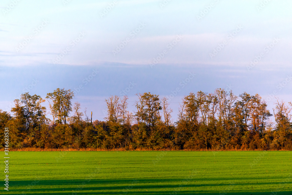 Lines of a mowed, green, grass field are shown, ending at a forest tree line