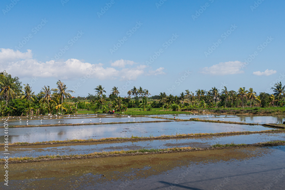 Paddy field flooded with water in the afternoon with birds in Bali island, Indonesia