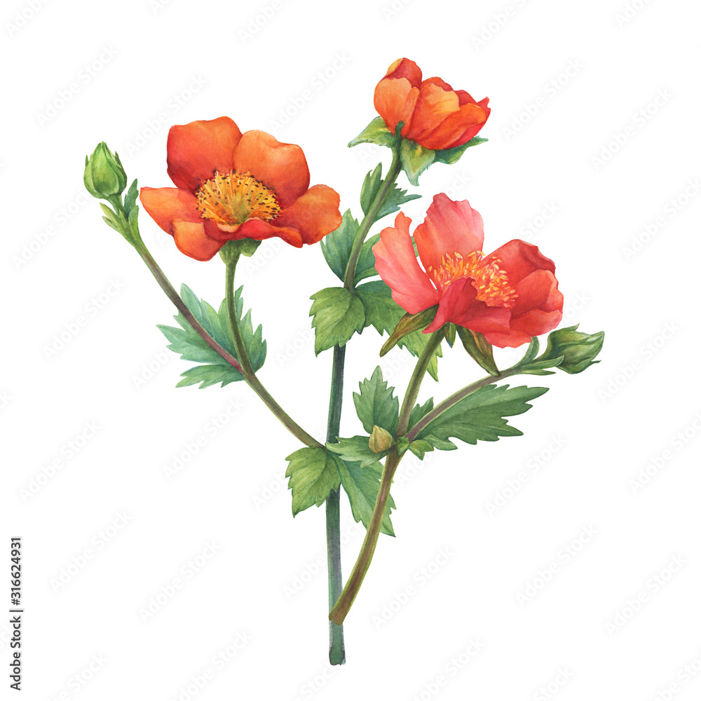 Bouquet of red flower Geum coccineum (known as dwarf orange avens or red avens) with green leaves. Watercolor hand drawn painting illustration isolated on white background. Bouquet of red flower Geum coccineum (known as dwarf orange avens or red avens) with green leaves. Watercolor hand drawn painting illustration isolated on white background.