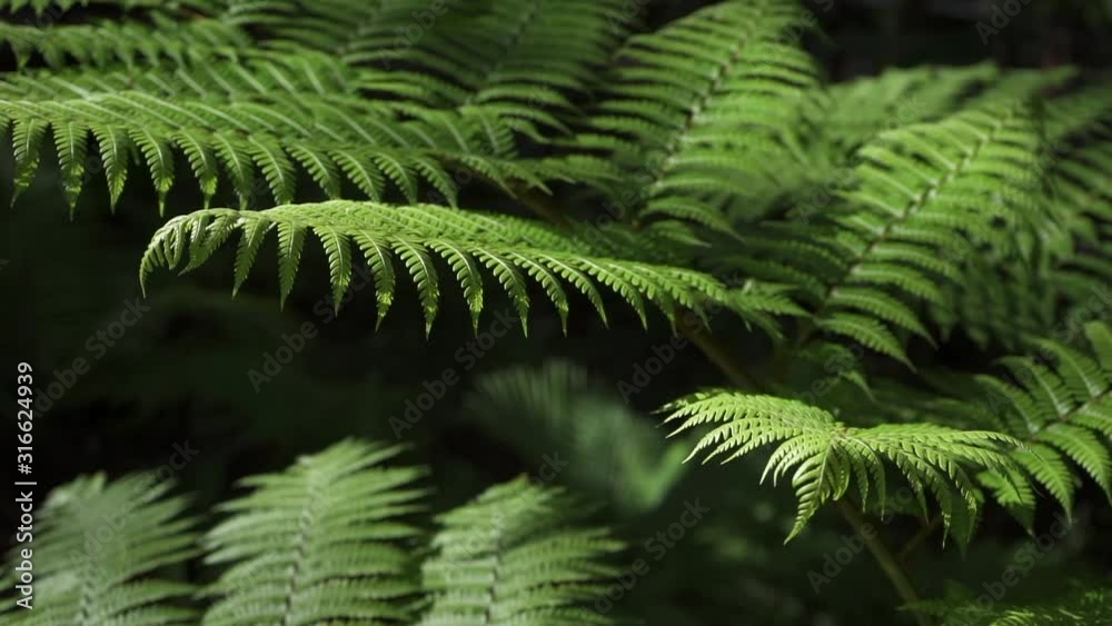Plantas verdes salvajes de selva tropical HD