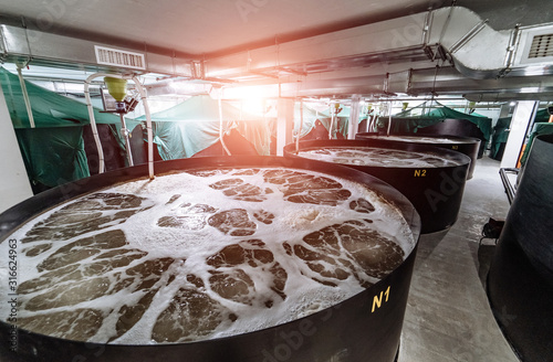 Shrimp breeding farm. Inside a shrimp farm photo