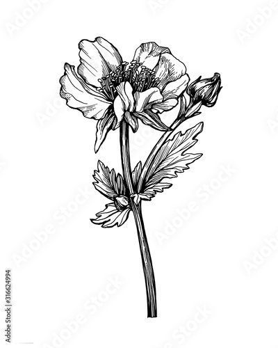 Сloseup of flower Geum coccineum (known as dwarf orange avens or red avens) with leaves. Black and white outline illustration hand drawn work isolated on white.